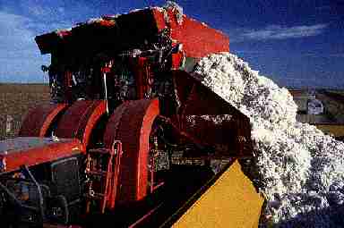 harvesting cotton picture