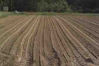 recently planted cotton