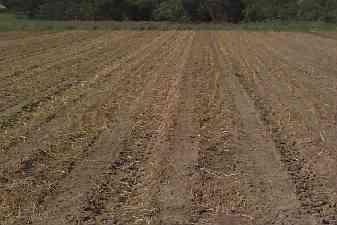 stubble in strip till cotton plot